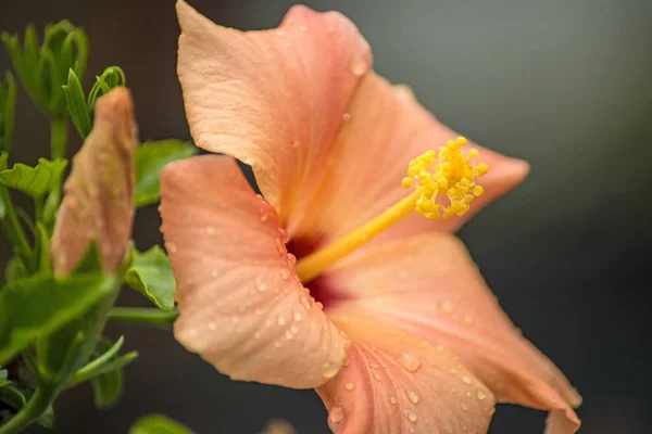 Hibiscus Çiçek Yakın Atış — Stok fotoğraf