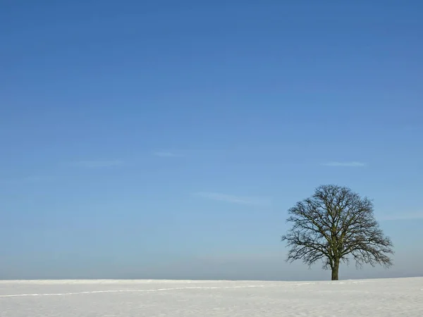 Árvore Inverno Fundo Cor — Fotografia de Stock