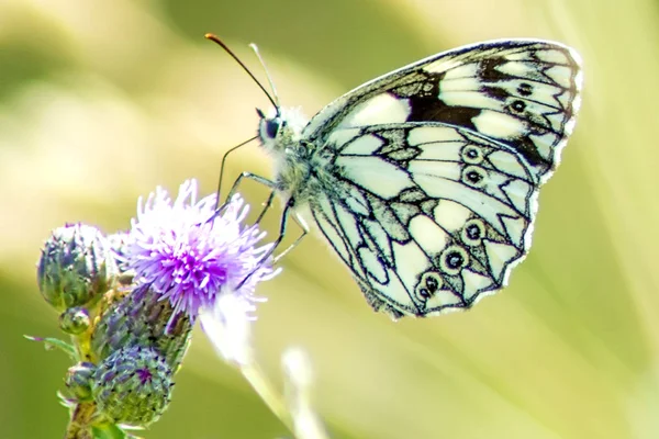 Marmorizzato Bianco Primo Piano Colpo — Foto Stock