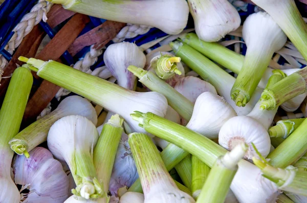 Joven Garlics Tiro Cerca — Foto de Stock