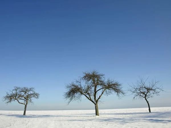 Foto Árvores Velhas Campo Nevado Fundo Azul Céu — Fotografia de Stock