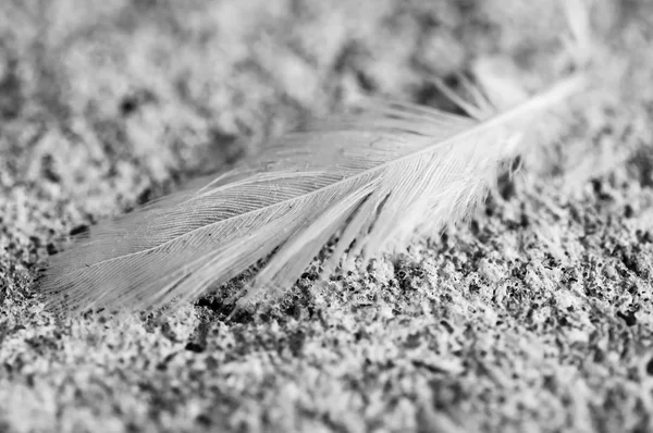 Feather Abstract Color Theme — Stock Photo, Image