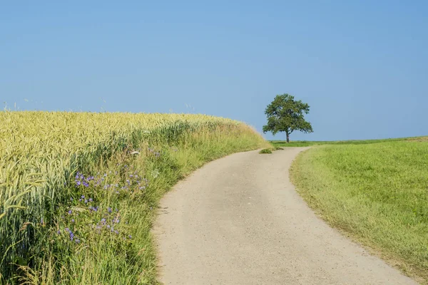 Dinkel Sommer — Stockfoto