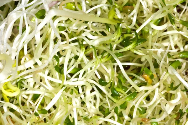 Fresh Juicy Sprouts Close Shot — Stock Photo, Image