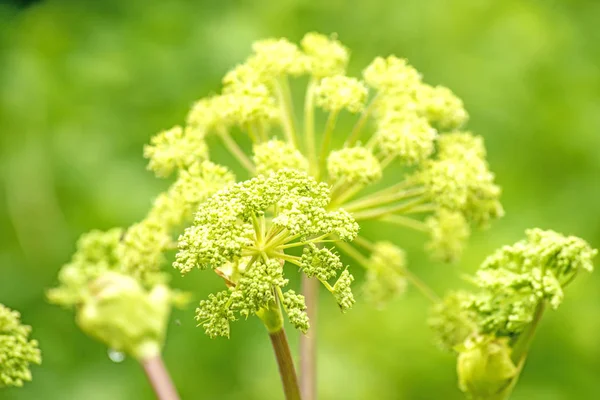 Angelica Medicine Plant Food Royalty Free Stock Photos