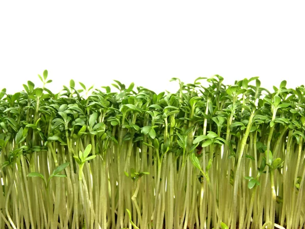 Close Photo Fresh Cress Background Stock Photo