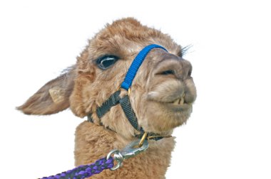 Vicugna Paços alpaka, yakın çekim