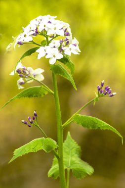 Hesperis Matronalis, Şam mor, yakın çekim