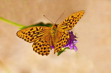 Gümüş yıkadım fritillary, argynnis paphia