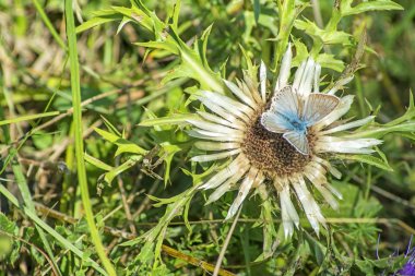Carline thistle, Carlina vulgaris