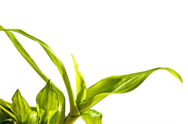 İzole üzerinde beyaz arka plan, yakın çekim Murdannia Loriformis bitki  