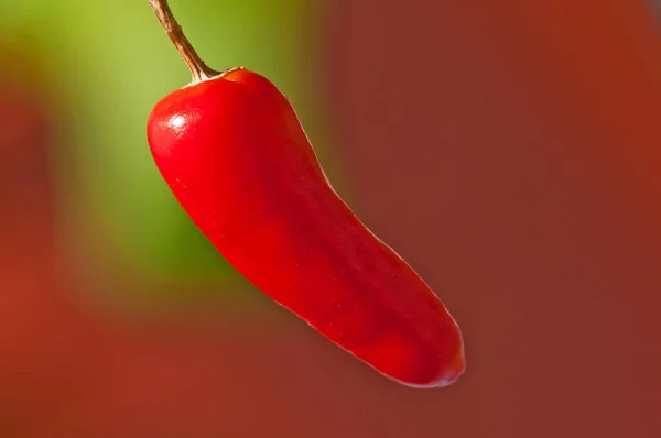 Närbild Kryddig Röd Chilipeppar Bakgrund — Stockfoto