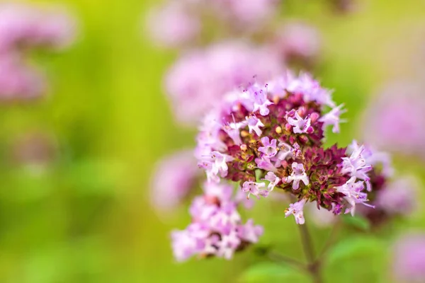 Oregano Divoká Majoránka Zblízka — Stock fotografie