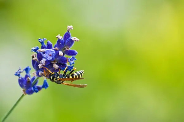 Kleur Mooie Bloemen Close Shot — Stockfoto