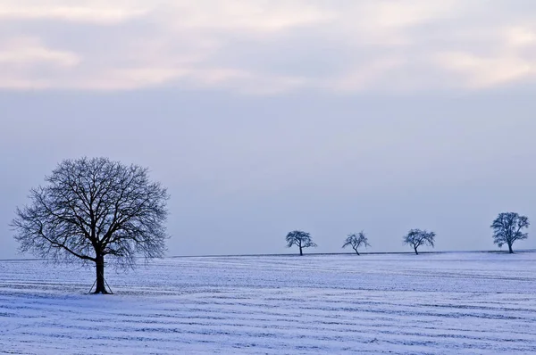 Photo Old Tree Snowy Field Sky Background — Stock Photo, Image