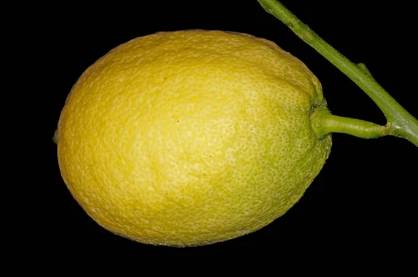 Reife Gelbe Zitrone Auf Zweig Nahaufnahme — Stockfoto