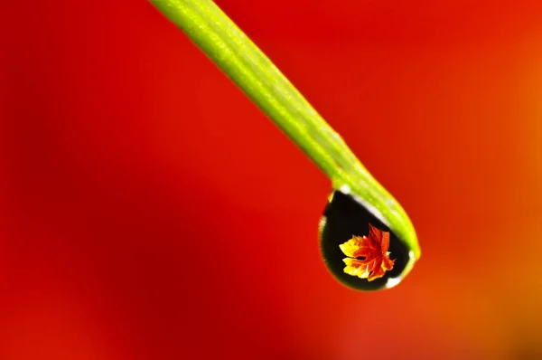 Close Van Schone Regen Drop Boomtak Rode Achtergrond — Stockfoto