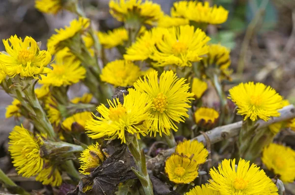 Blommig Bakgrund Med Blommor — Stockfoto