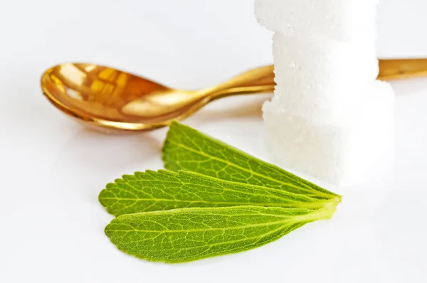 Stevia Rebaudiana Soporte Herbal Para Azúcar —  Fotos de Stock