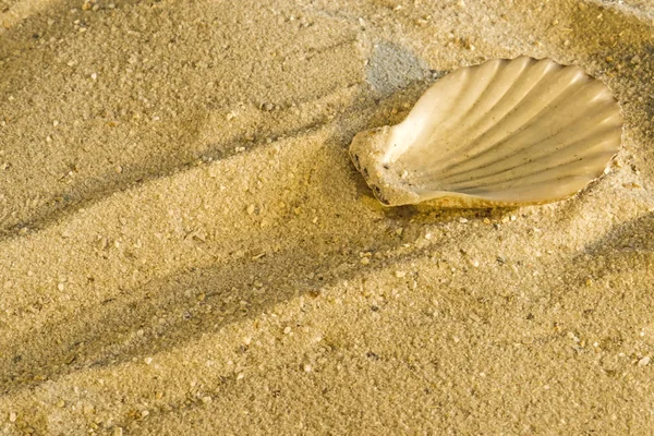 Pilgrimsmussla Beach Nära Upp Skott — Stockfoto