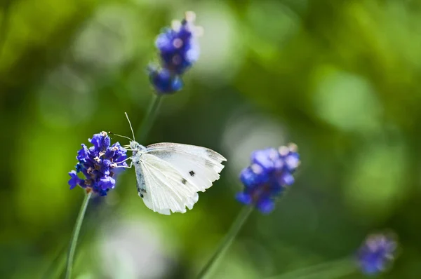 Grande Farfalla Bianca Sulla Lavanda — Foto Stock