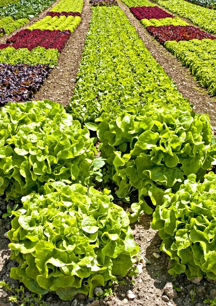 Salade Cultivation Sur Terrain Close — Photo