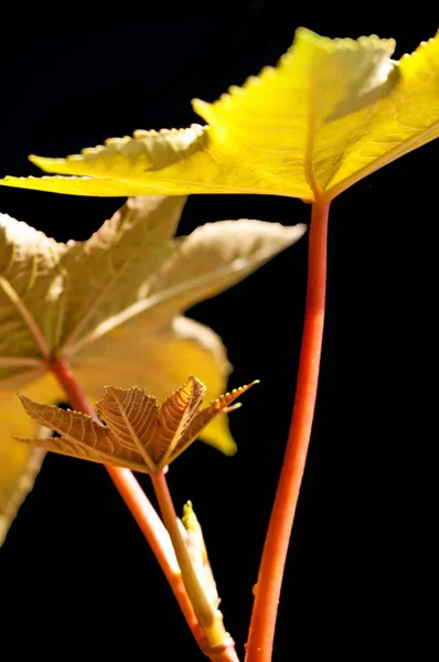 キャスター オイル植物の葉のクローズ アップ — ストック写真
