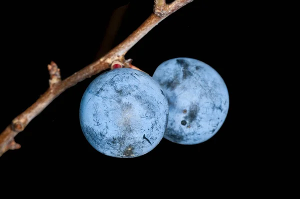 Fruits Épine Noire Bleue Sur Branche Gros Plan — Photo