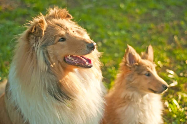 Collie Dogs Close Tiro — Fotografia de Stock