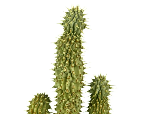 Hoodia Gordonii Famous Cactus Diet — Stock Photo, Image