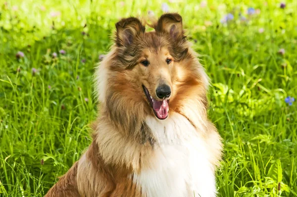 Collie Perro Cerca Disparo — Foto de Stock