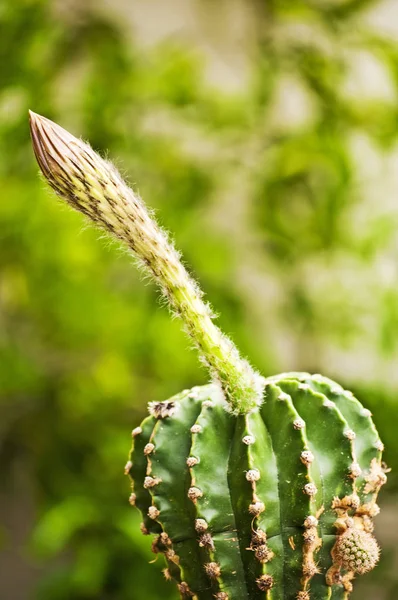 Kaktusz Csupán Eyriesii Részlete — Stock Fotó