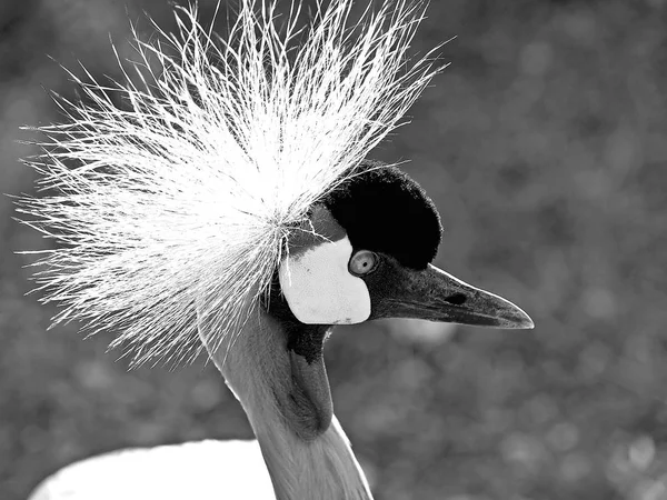 Foto Cerca African Crane Balearica Pavonina —  Fotos de Stock