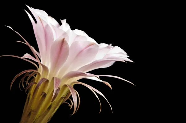 Floraison Echinopsis Eyriesii Cactus Sur Fond Sombre — Photo