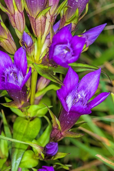 Krásné Fialové Gentianella Germanica Květiny Louce — Stock fotografie