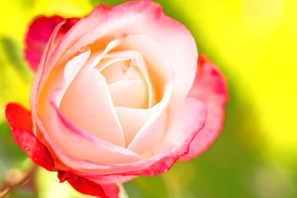 Detail Květu Čerstvé Růže Květ Pozadí — Stock fotografie