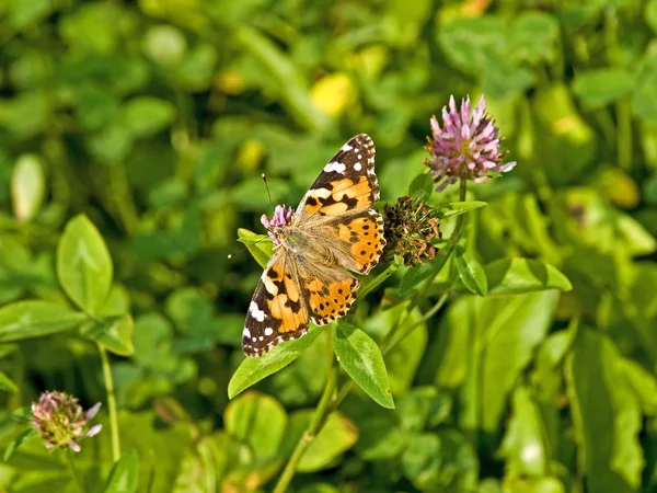 Close Photo Butterfly Green Leaves — Stock Photo, Image