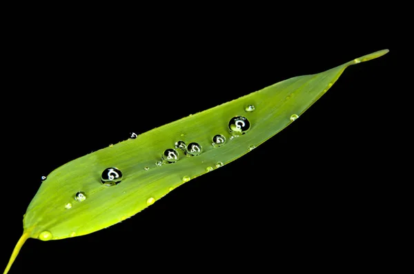 Bamboo Leaf Close Shot — Stock Photo, Image