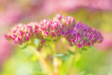 beautiful bright sedum plant  on blurred natural background  clipart