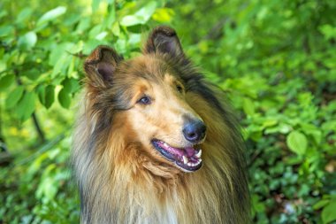 dost kömür ocağı kapatın atış