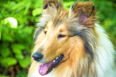 Collie köpek yakın çekim yukarı
