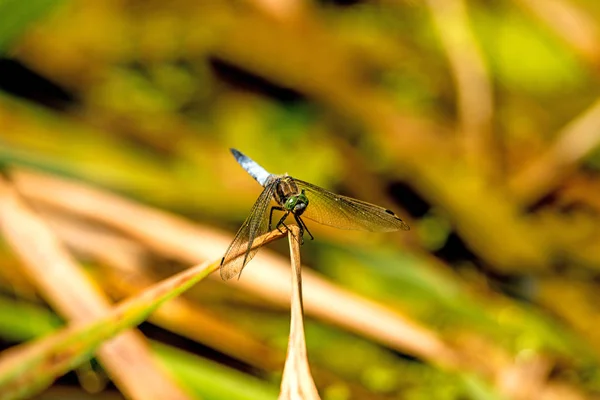 Escumadeira Cauda Preta Orthetrum Cancellatum Libélula Europeia — Fotografia de Stock