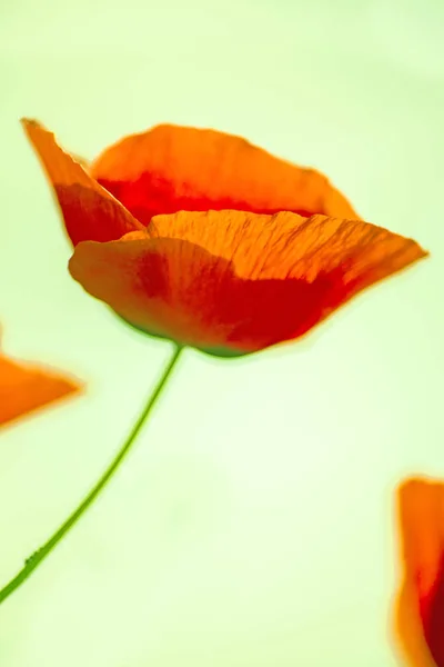 Roter Mohn Nahaufnahme — Stockfoto