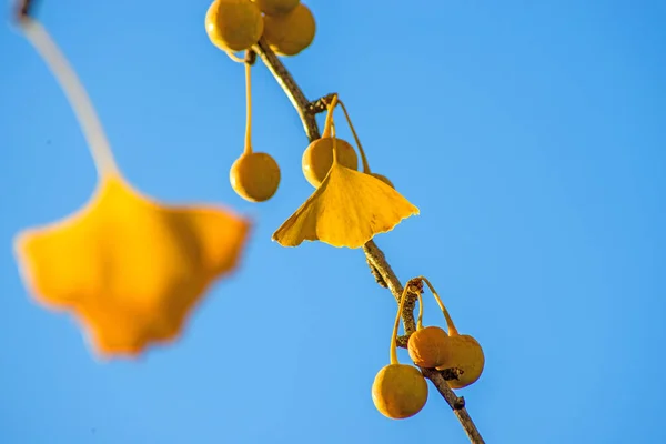 银杏叶片和果实中秋色 — 图库照片