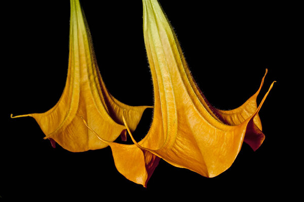 Цветы крупным планом
