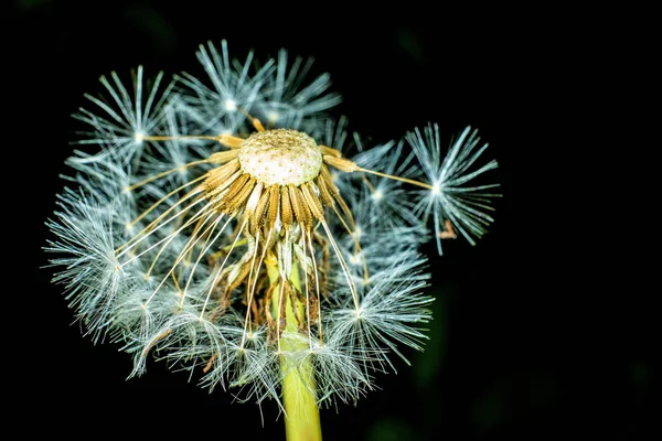 Prairie Avec Fleur Pissenlit Sur Fond — Photo