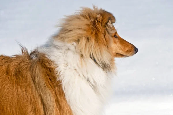 Cão Collie Britânico Com Casaco Inverno — Fotografia de Stock