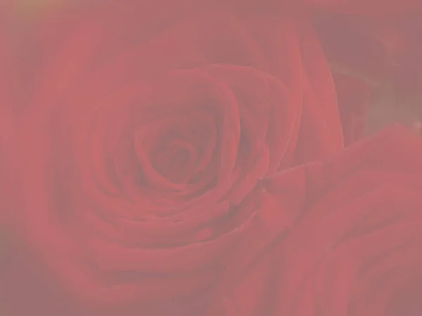 Papeterie Mit Rosenblüte — Stockfoto
