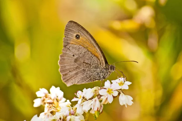 Prado Marrón Maniola Jurtina — Foto de Stock