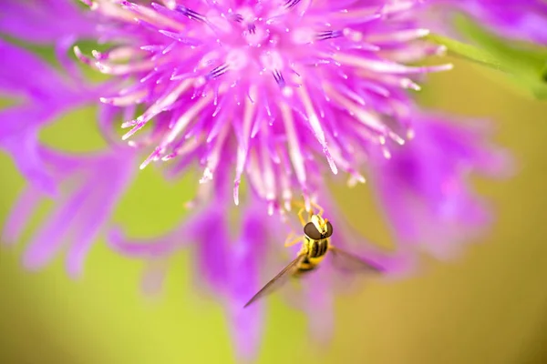 Flores Cor Close Tiro — Fotografia de Stock